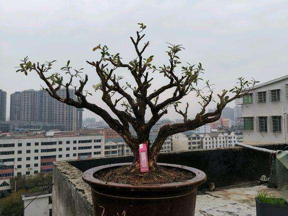 瓜子黄杨盆景种植14年