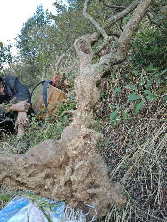 这黄杨下山桩300元卖给我吧