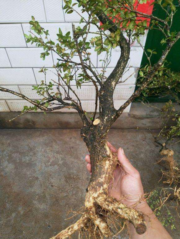 看看这些下山桩怎么造型呢