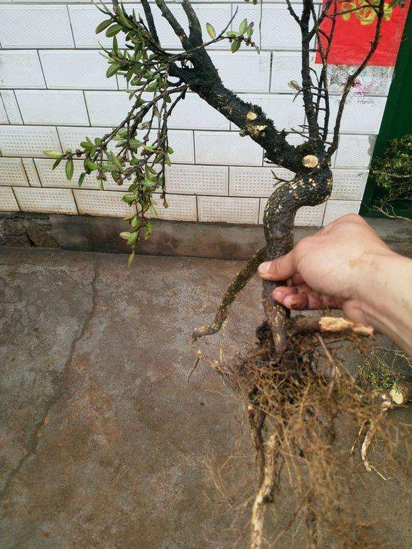 看看这些下山桩怎么造型呢