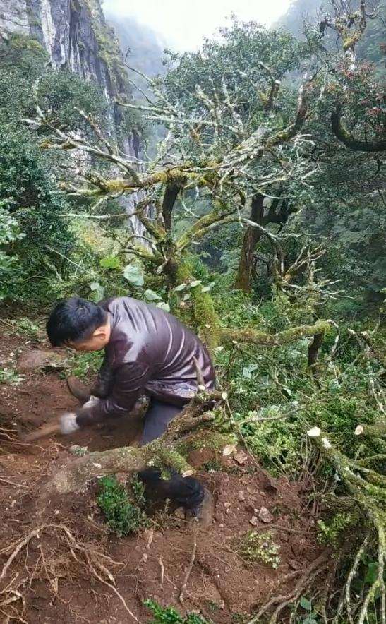 最大的黄杨下山桩交易市场也要取消掉