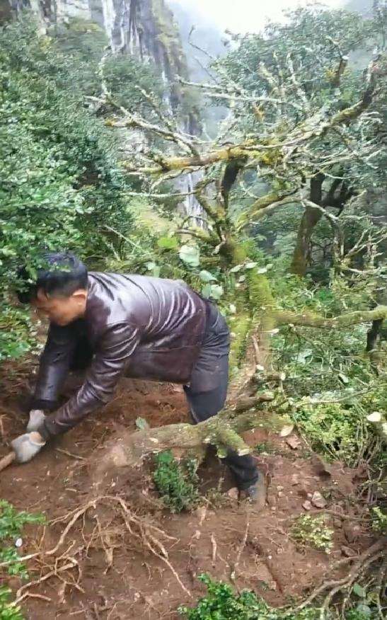 最大的黄杨下山桩交易市场也要取消掉