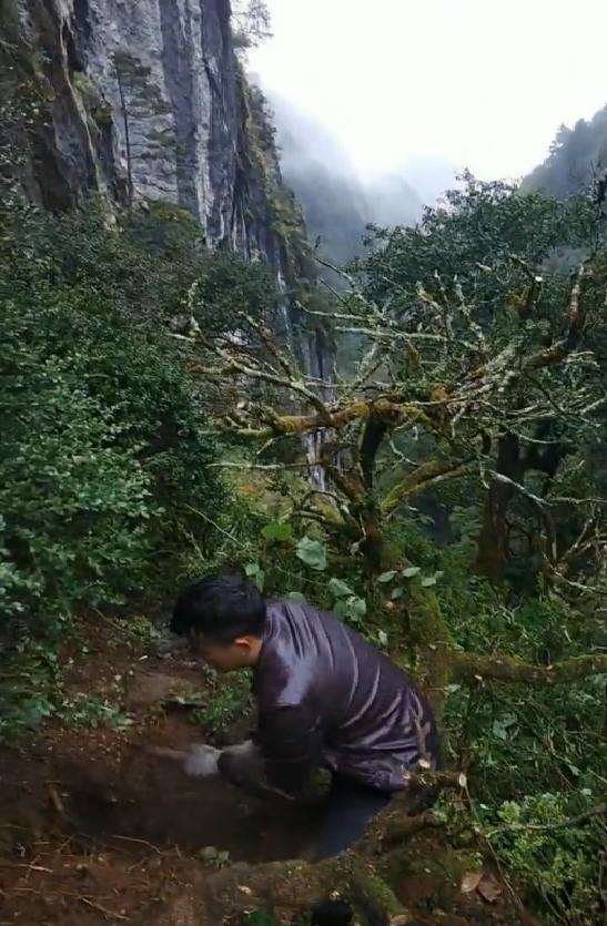 最大的黄杨下山桩交易市场也要取消掉