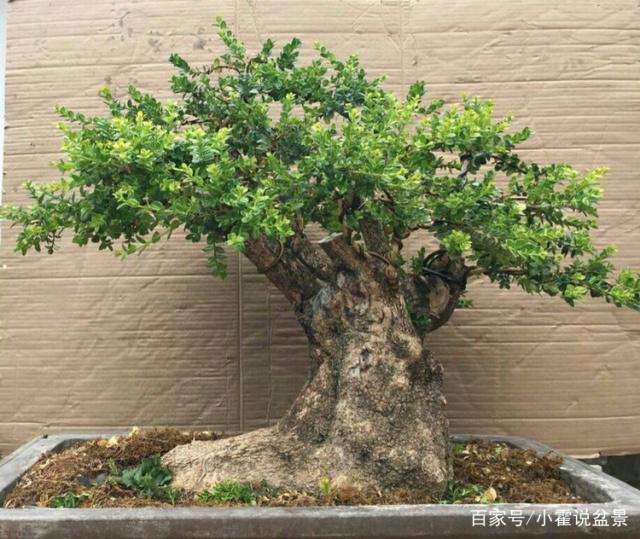 黄杨盆景怎么日常养护与注意事项
