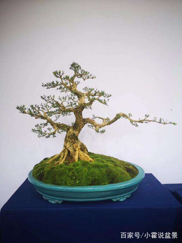 黄杨盆景怎么日常养护与注意事项