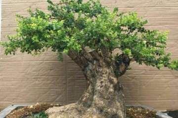 黄杨老桩盆景怎么日常养护与注意事项