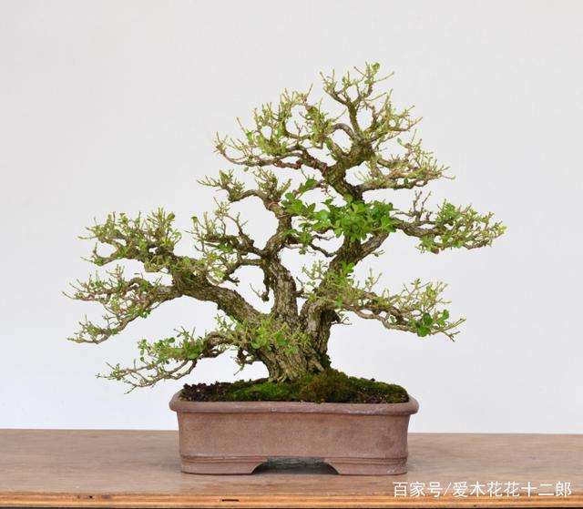 小叶黄杨盆景怎么换盆的方法