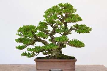 北海道黄杨盆景的繁殖方法有哪些 图片