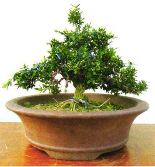 怎么制作黄杨盆景的4种扦插方法