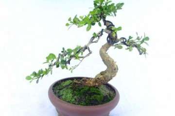 大叶黄杨盆景怎么扦插发芽的4种方法