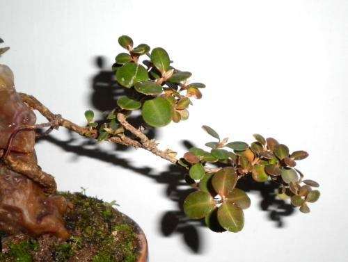 珍珠黄杨出现脱叶烂根怎么处理