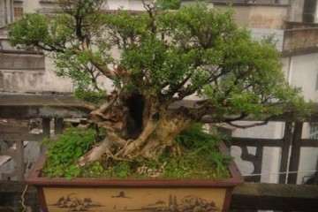 黄杨盆景出现枯枝怎么处理的2个方法