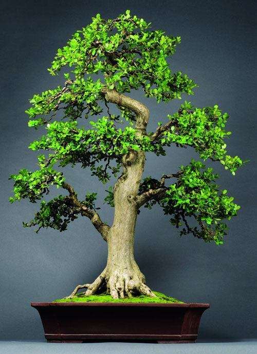 珍珠黄杨盆景出现脱叶的2个处理方法