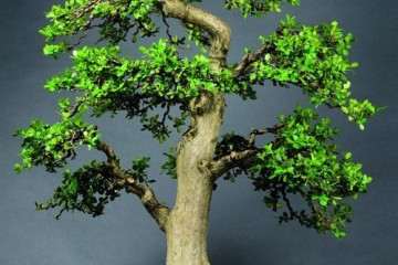 珍珠黄杨盆景出现脱叶的2个处理方法