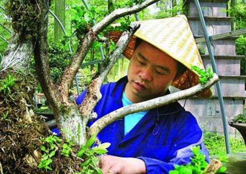 菜地里的百年黄杨下山桩成精了