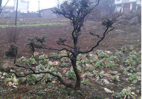 菜地里的百年黄杨下山桩成精了