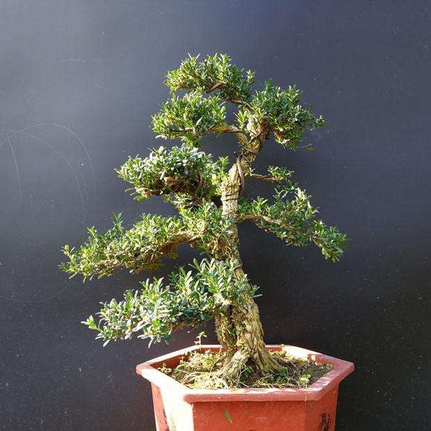 小叶黄杨盆景上盆后怎么施肥养护的方法