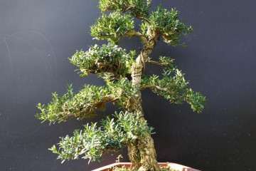 小叶黄杨盆景上盆后怎么施肥养护的方法