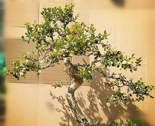 小叶黄杨盆景怎样栽培