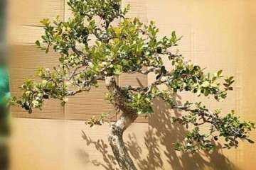 小叶黄杨盆景栽培后怎样蟠扎 如何养护