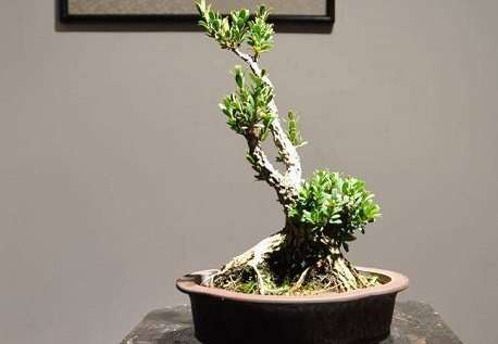 黄杨盆景怎么土壤栽培的方法