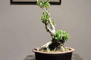 黄杨盆景怎么土壤栽培的方法 图片