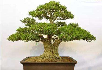 朝鲜黄杨盆景怎么栽培的方法