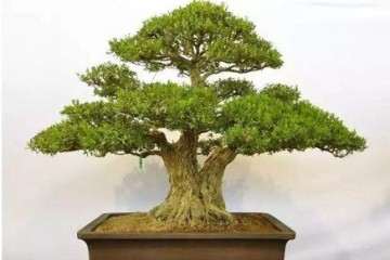 朝鲜珍珠黄杨盆景怎么栽培发芽的方法