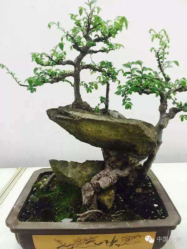 小叶黄杨盆景在种植时发生病害怎么办