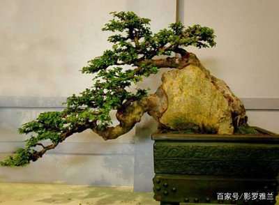 小叶黄杨盆景在种植时发生病害怎么办