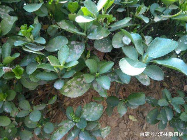 大叶黄杨盆景得了白粉病