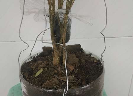 农村大婶挖黄杨下山桩