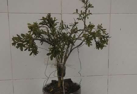 农村大婶挖黄杨下山桩