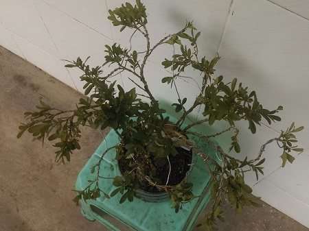 农村大婶挖黄杨下山桩