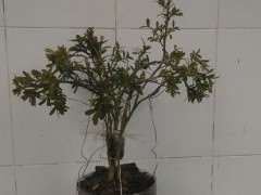 农村大婶挖黄杨下山桩 造型后非常好看