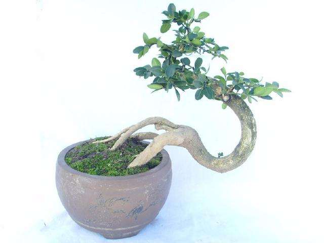 大叶黄杨怎么修剪造型的3个方法