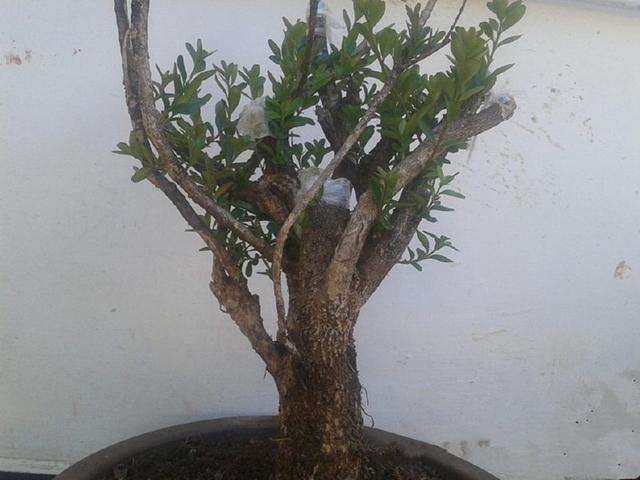 大叶黄杨怎么修剪造型的3个方法