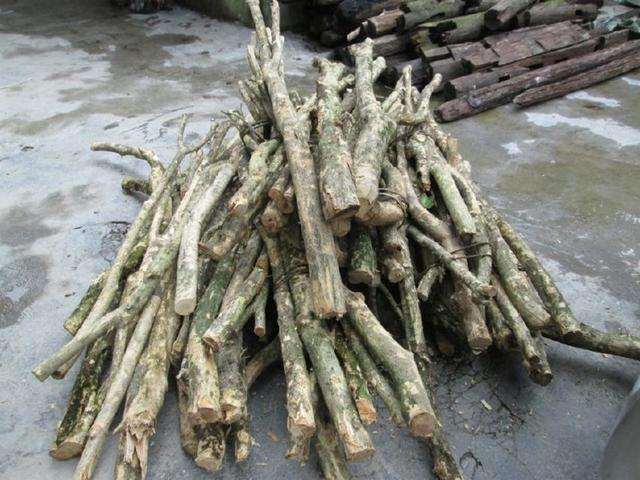 挖了一些黄杨下山桩