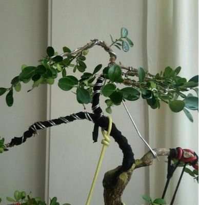 大叶黄杨盆景怎么扦插育苗的方法