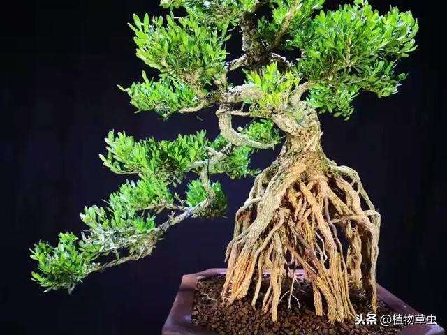 防治大叶黄杨盆景的叶斑病的5个方法