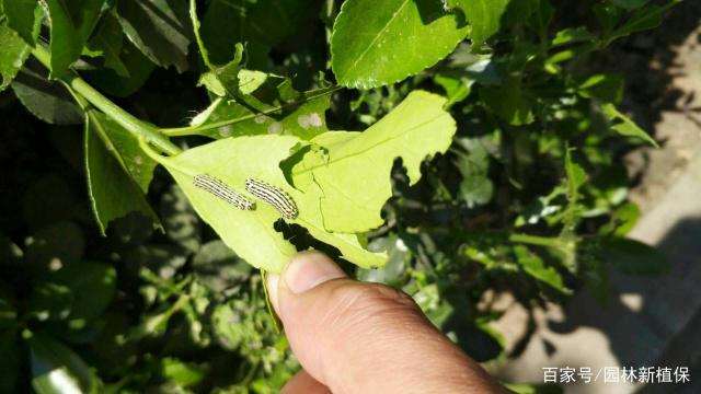 大叶黄杨盆景病虫害多发