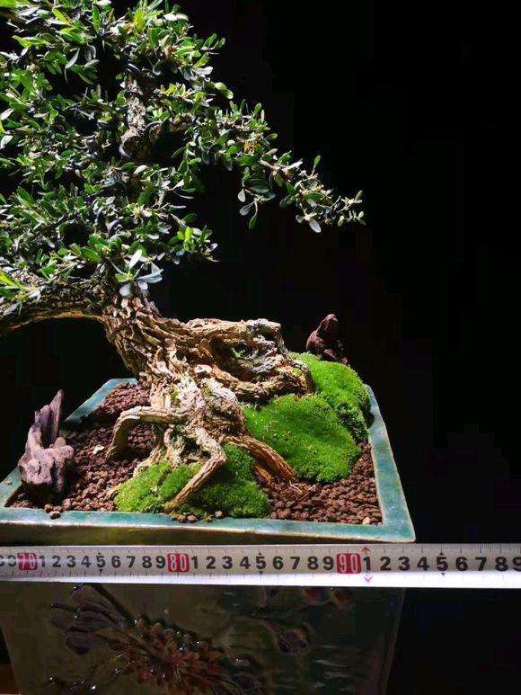 制作了一棵冠幅90cm的黄杨盆景
