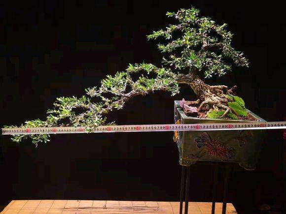 制作了一棵冠幅90cm的黄杨盆景