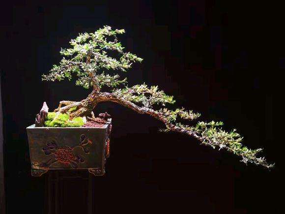 制作了一棵冠幅90cm的黄杨盆景