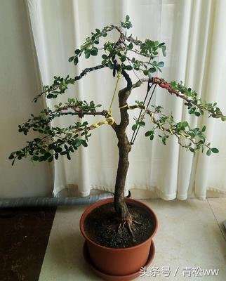 金边黄杨盆景怎么养