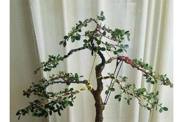 金边黄杨盆景怎么养 如何修剪枝叶 图片