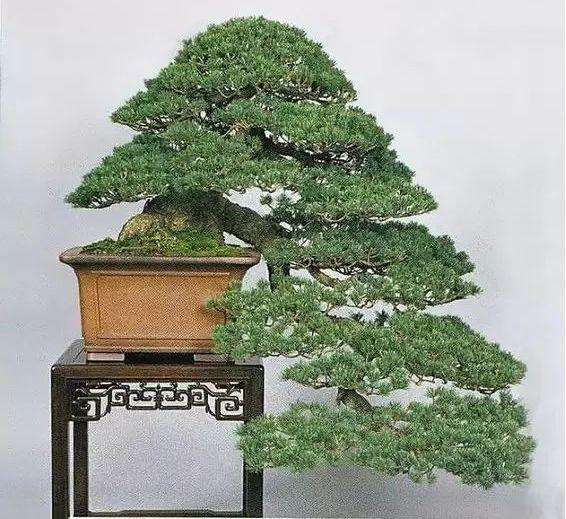 黄杨怎么制作成舍利干盆景的方法