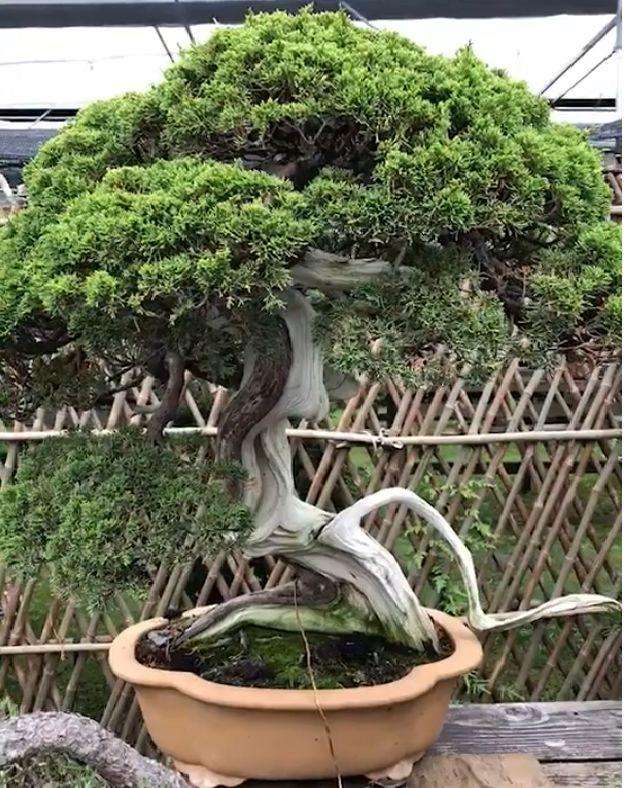 黄杨怎么制作成舍利干盆景的方法