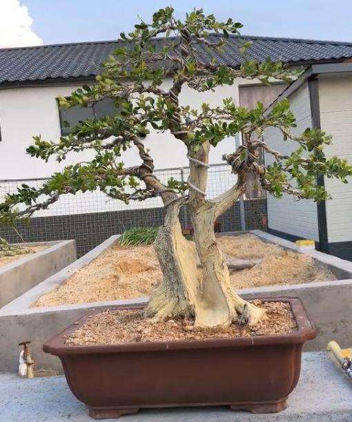 黄杨怎么制作成舍利干盆景的方法