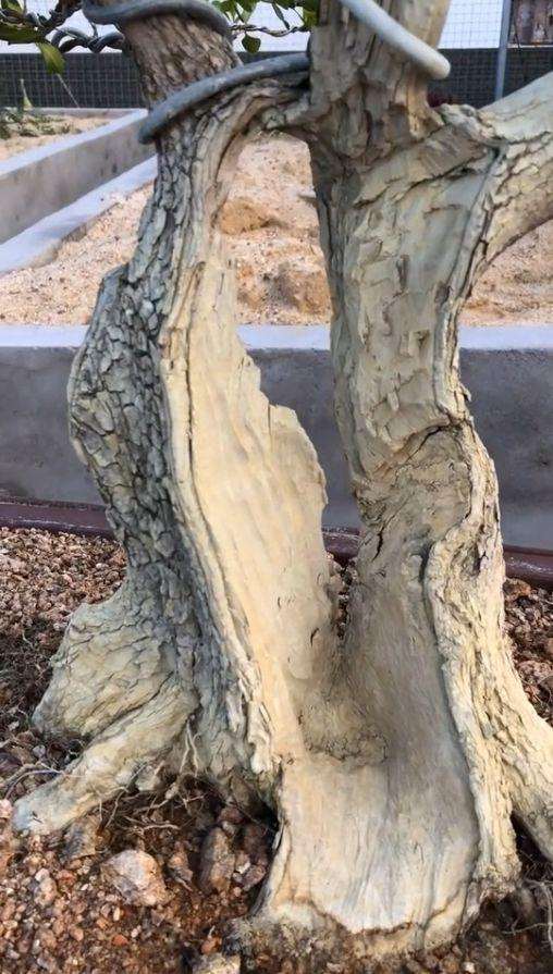 黄杨怎么制作成舍利干盆景的方法